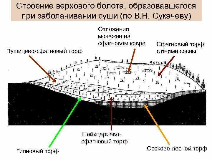 Видовой состав болота. Строение верхового болота. Строение низинного болота. Схема образования верховых болот. Строение верховых болот.