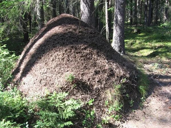 В небольшом муравейнике который. Муравейник дом муравьев. Разрушенный Муравейник. Муравейник на юге от дерева.