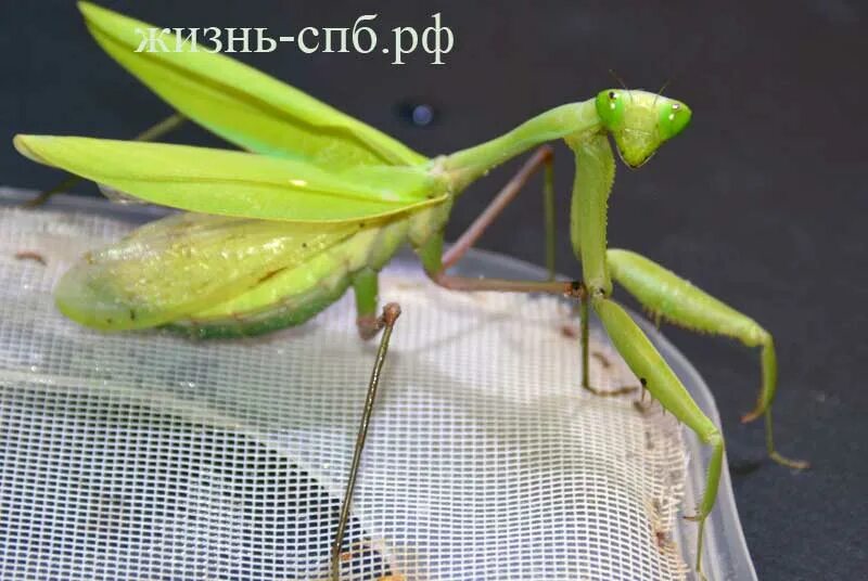 Богомол Creobroter meleagris. Богомол домашний. Домик для богомола. Богомол в домашних условиях.