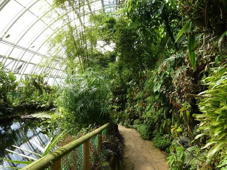 Сад джунгли. Джангл оранжерея. Аптекарский огород оранжерея тропических растений. Ботанический сад СПБ оранжерея тропических растений. Ботанический сад Базель.