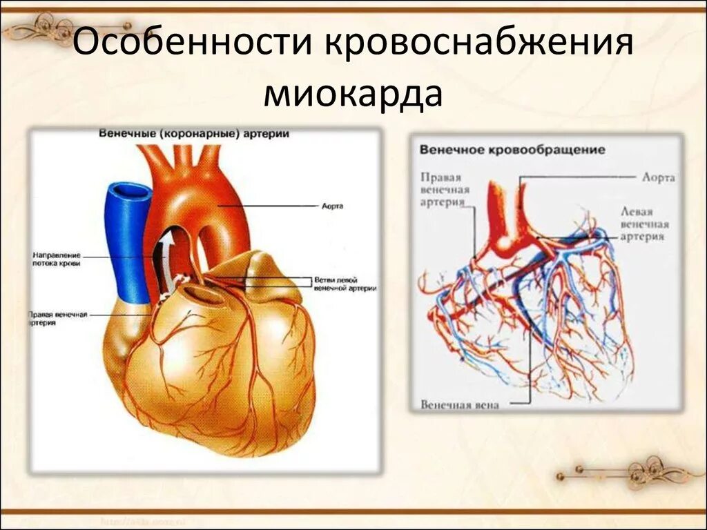 Коронарные артерии кровоснабжают. Особенности коронарного кровообращения схема. Артериальные сосуды кровоснабжающие миокард:. Венечные артерии обеспечивающие кровоснабжение. Схема коронарного кровоснабжения.