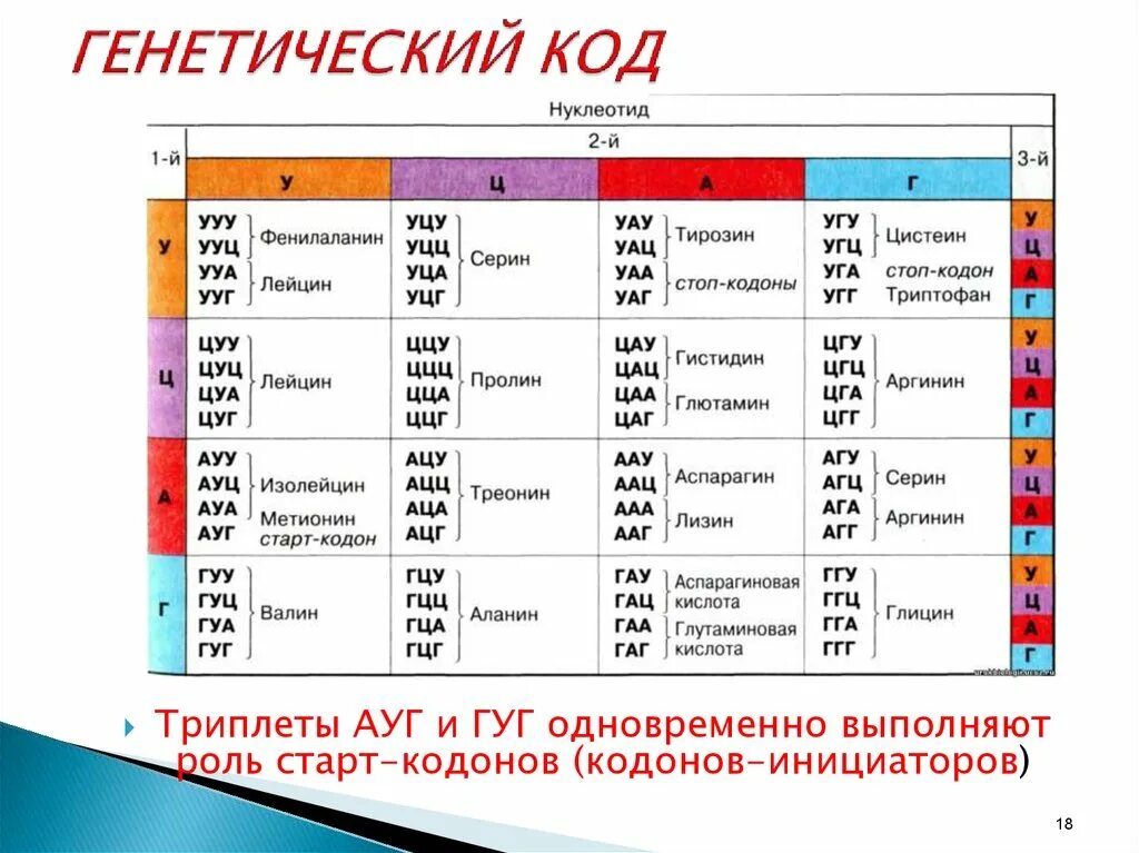 Генетический код нуклеотиды таблица. Таблица генетического кода ДНК. Биология таблица кодонов. Таблица кодонов ДНК.