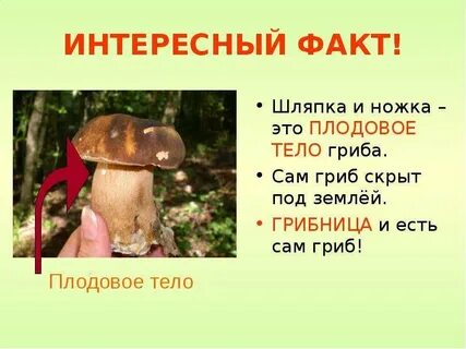 Факты про грибы для детей