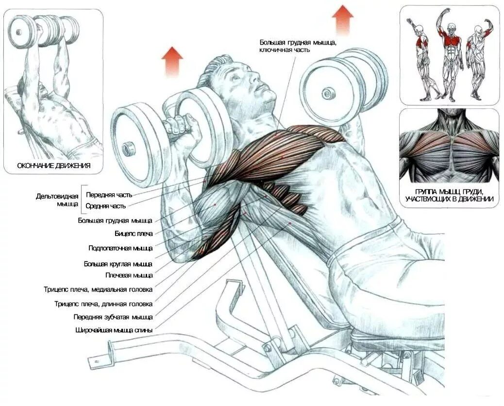 Упражнение жим гантелей лежа. Жим гантелей на наклонной скамье какие мышцы работают. Жим лежа с гантелями на наклонной скамье техника. Упражнения на грудные мышцы жим лежа. Упражнения на развитие грудных мышц