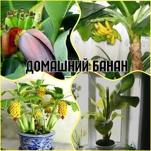 Банан в домашних условиях выращивание. Как прорастить банан в домашних условиях. Бананы выращивание. Как растет банан в домашних условиях.