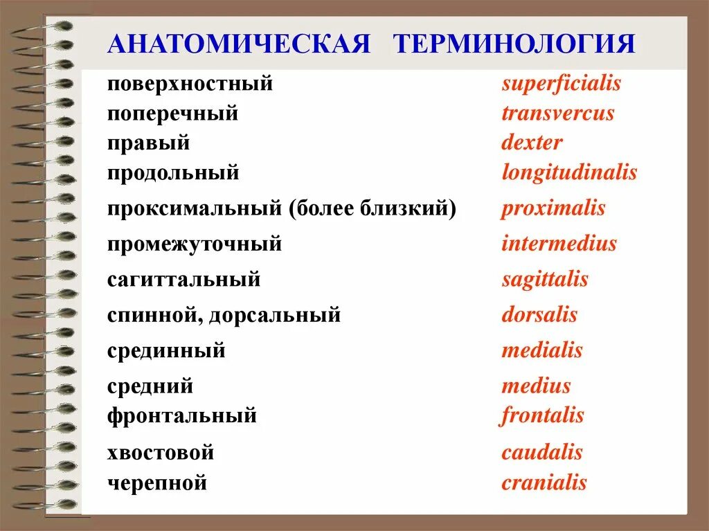 Пластика латынь. Анатомическая терминология. Анатомическая терминология латынь. Термины на латыни анатомия. Анатомические термины на латинском.