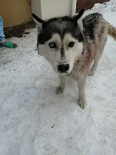 Потеряшки кемерово