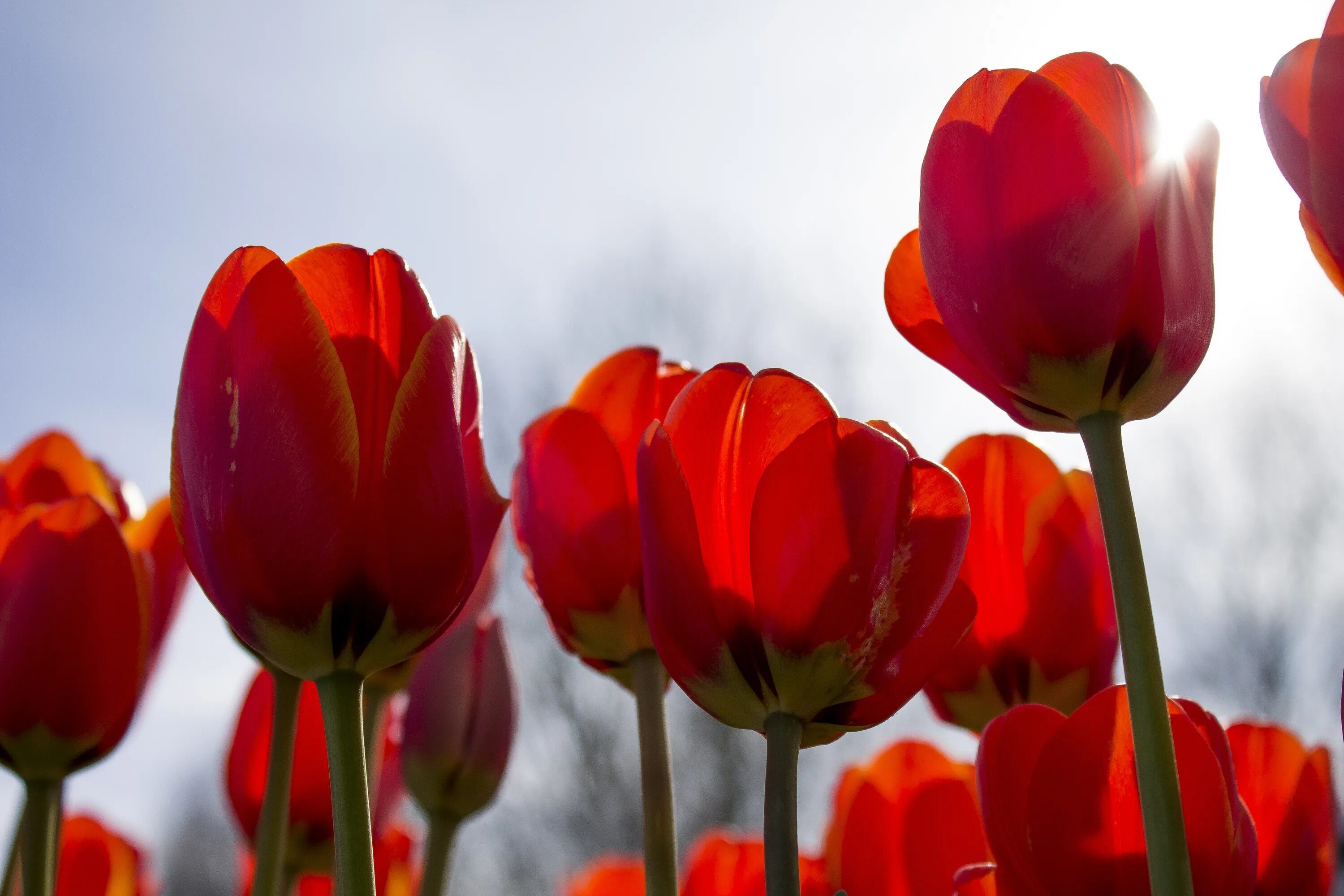 3 красных тюльпана. Rood Geel тюльпан. Красные тюльпаны. Красные тюльпаны Эстетика. Тюльпаны фото.
