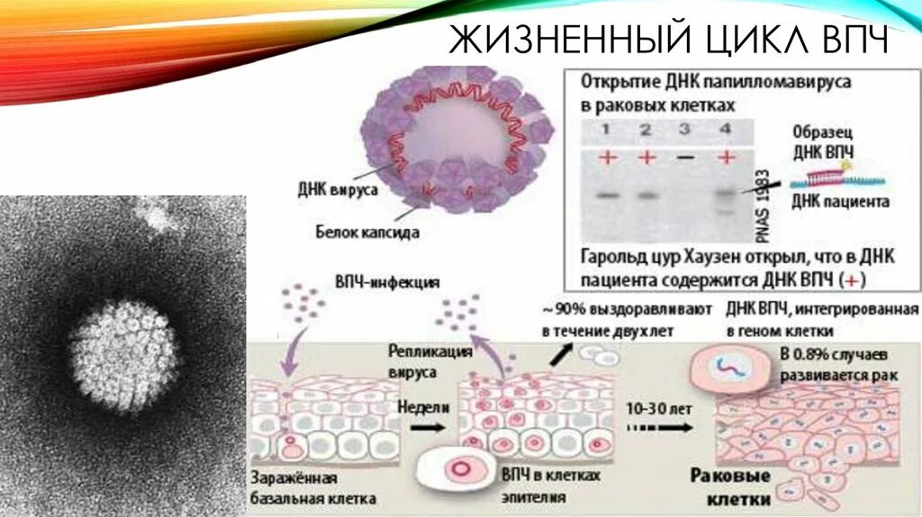 Вирус папилломы человека рисунок строение. Вирус папилломы человека (16 и 18 Тип) патогенез. Вирус папилломы человека (HPV) Тип 16 что это. Вируспопиломы человека.