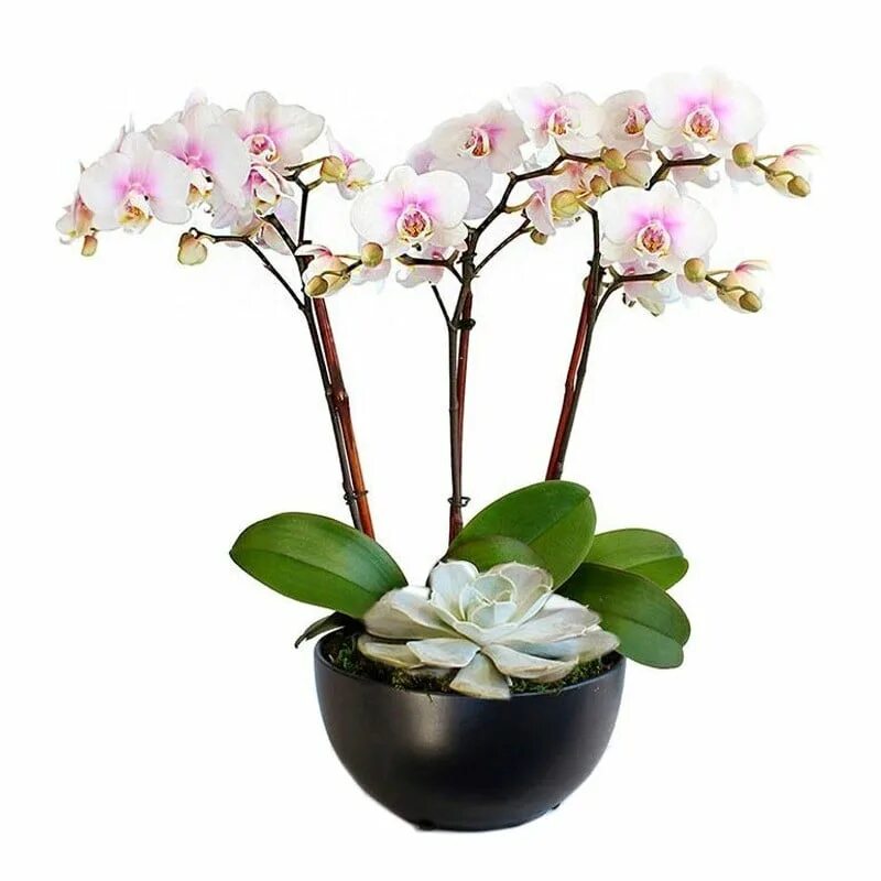 Фаленопсис Термион. Фаленопсис Pusan. Plants орхидея