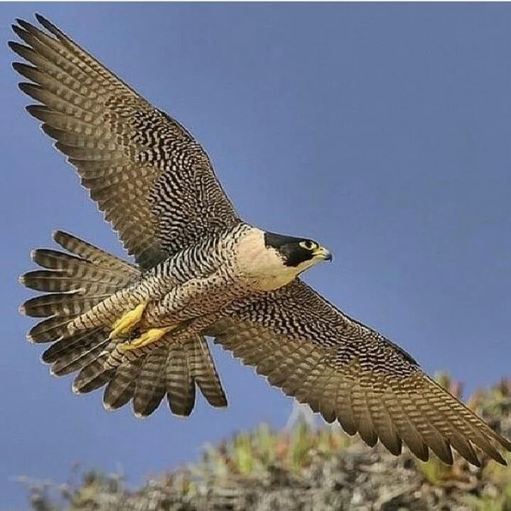 Таймырский заповедник сокол сапсан. Орел сокол ястреб сапсан. Белый сокол сапсан. Сапсан falco peregrinus. Сапсан хищная птица.