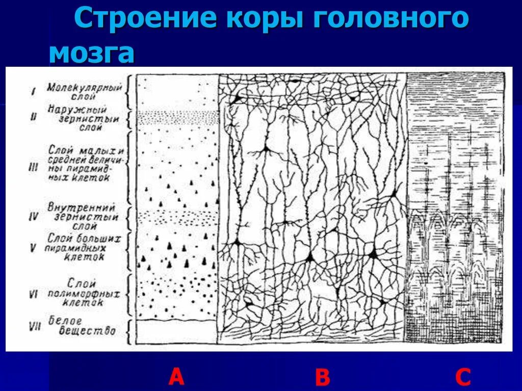 Шестислойное строение коры головного мозга. Основной Тип строения коры большого мозга. Строение слоев коры больших полушарий головного мозга. Строение слоев коры головного мозга.