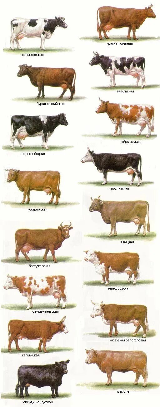 Какая есть корова. Иберийская порода КРС. Породы мясо-молочного направления продуктивности КРС. Шаролезская порода коров характеристика. Гасконская порода КРС.