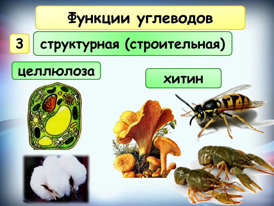 Укажи функции углеводов. Структурная функция углеводов. Строительная функция углеводов. Функции углеводов структурная строительная это. Структурная функция унлевод.