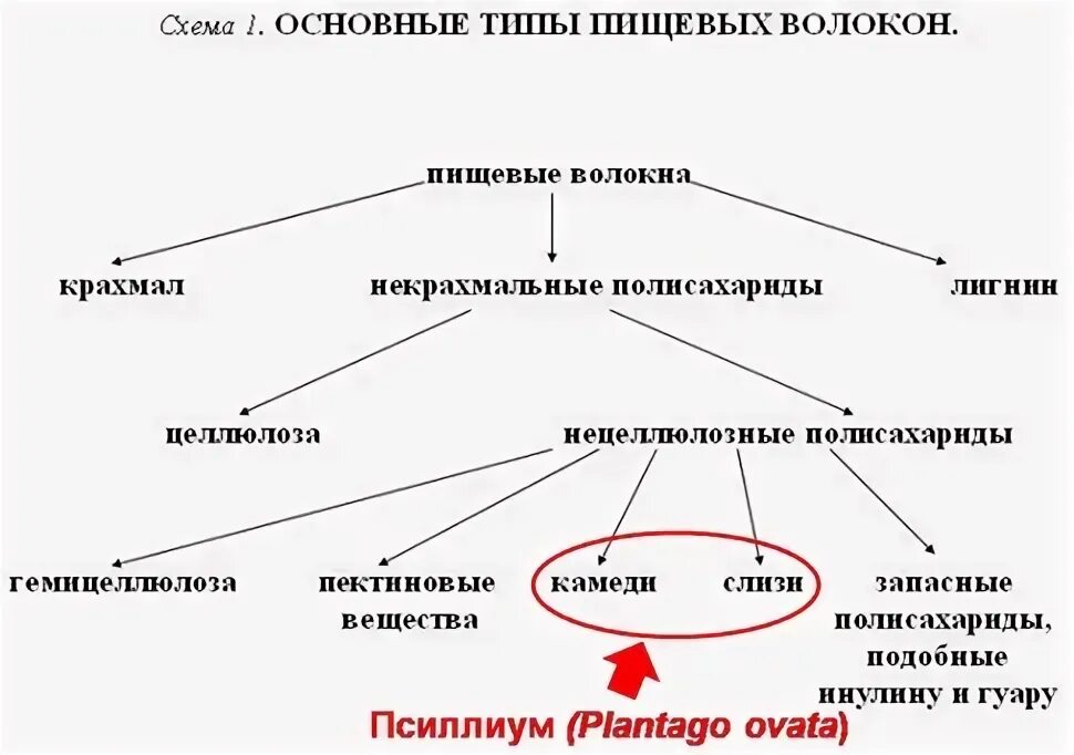 Дополните схему примерами волокон Многообразие жизненных форм растений 6 класс презентация, доклад