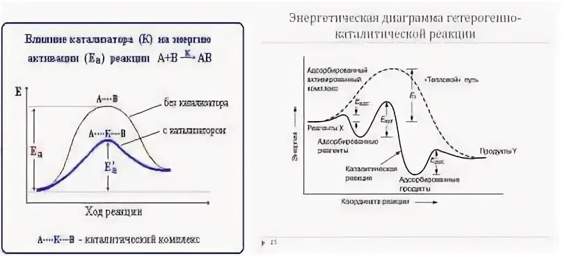 Катализатор увеличивает энергию активации прямой реакции