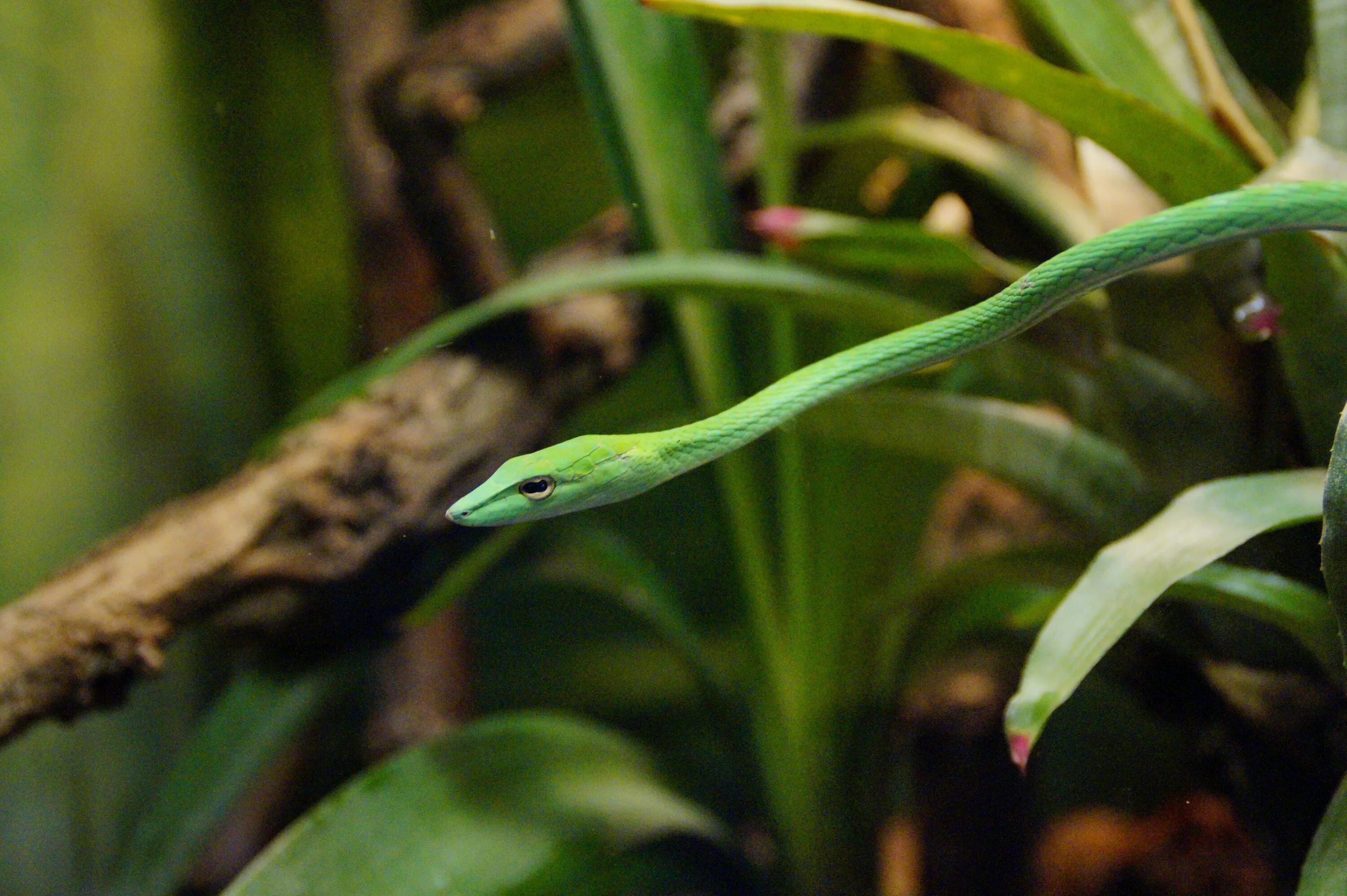 Змея в аквариуме. Тонкая зеленая змея. Зелёная Звея тонкая длинная. Водяная змейка в аквариуме. Растение Snake.