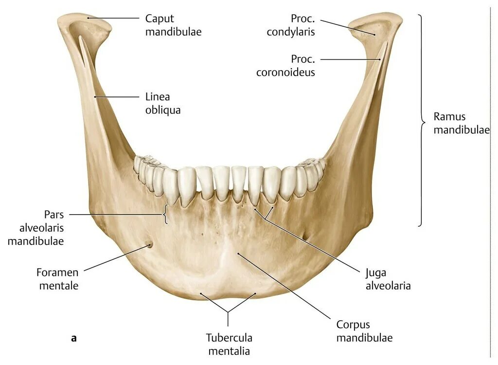 Canalis mandibulae alveolaris. Mandibula анатомия. Crista buccinatoria. Нижняя челюсть (mandibula). Челюсть на английском