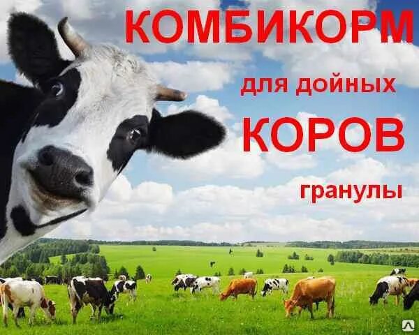 Протеин корова. Комбикорм для дойных коров. Комбикорм для высокоудойных коров. Гранулированный комбикорм для дойных коров. Комбикорм для дойных коров реклама.