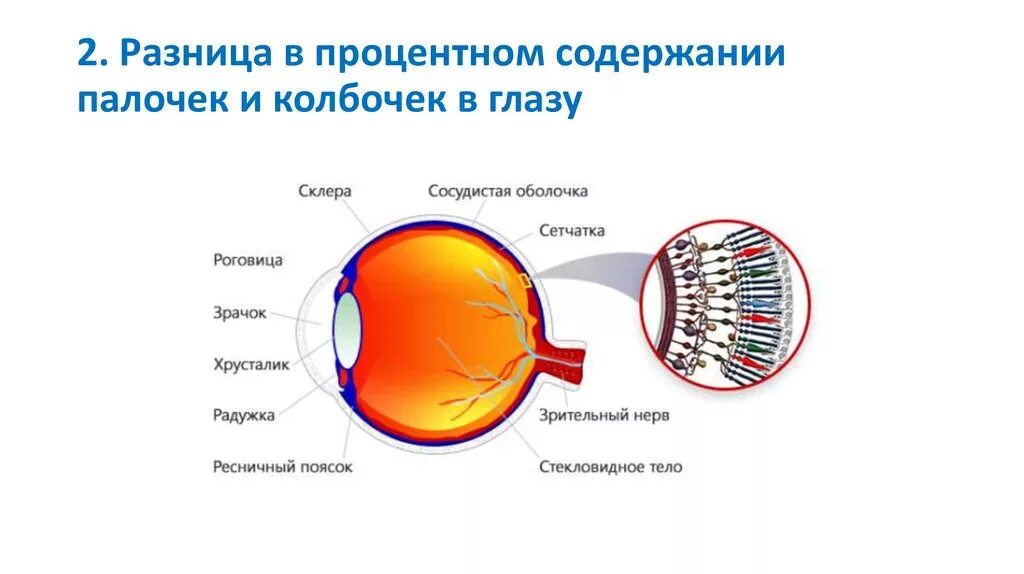 Строение глаза колбочки. Строение глаза колбочки и палочки. Строение глаза человека палочки и колбочки. Палочки и колбочки сетчатки глаза физиология.