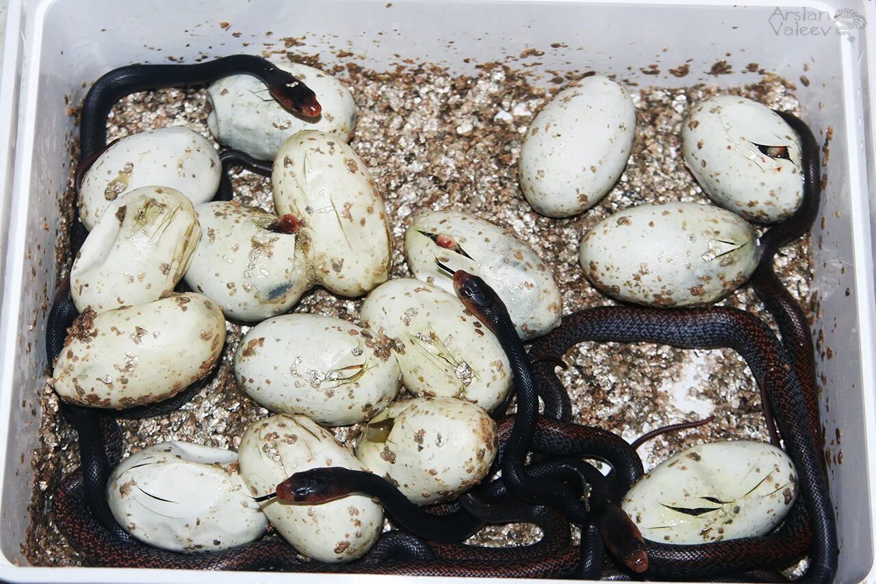 Яйца ужа фото. Яйца змеи Тайпана. Змеиные яйца гадюки. Маленькие змеиные яйца.