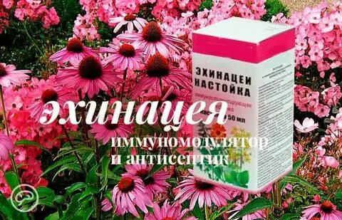 Эхинацея можно пить