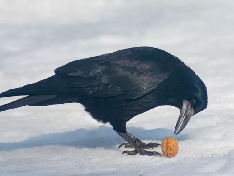 Серая ворона каркает. Сорока обыкновенная. Чем питается ворона в природе. Картинка чем питается ворона. Чем питается ворона.