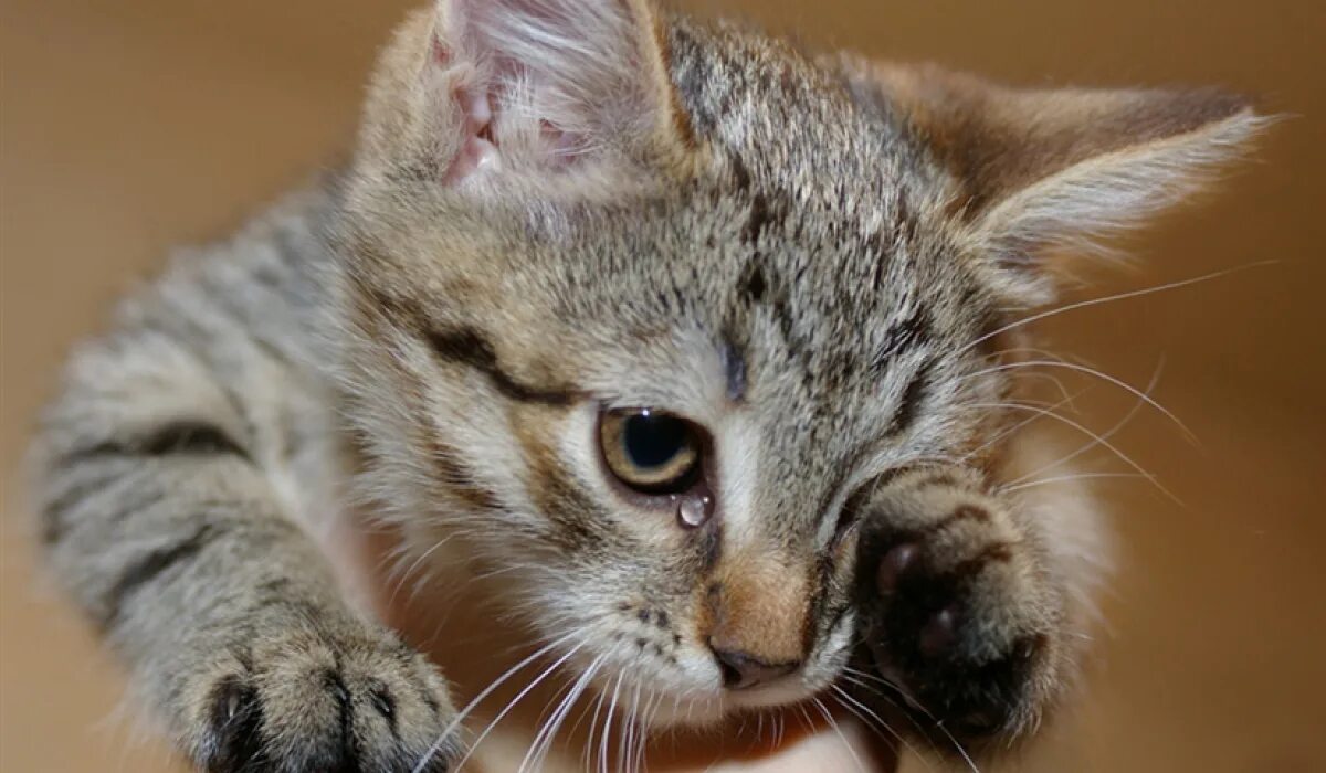 милые рыжие котята. умеют ли коты плакать. слепые котята. плачущий. коты умеют плакать.