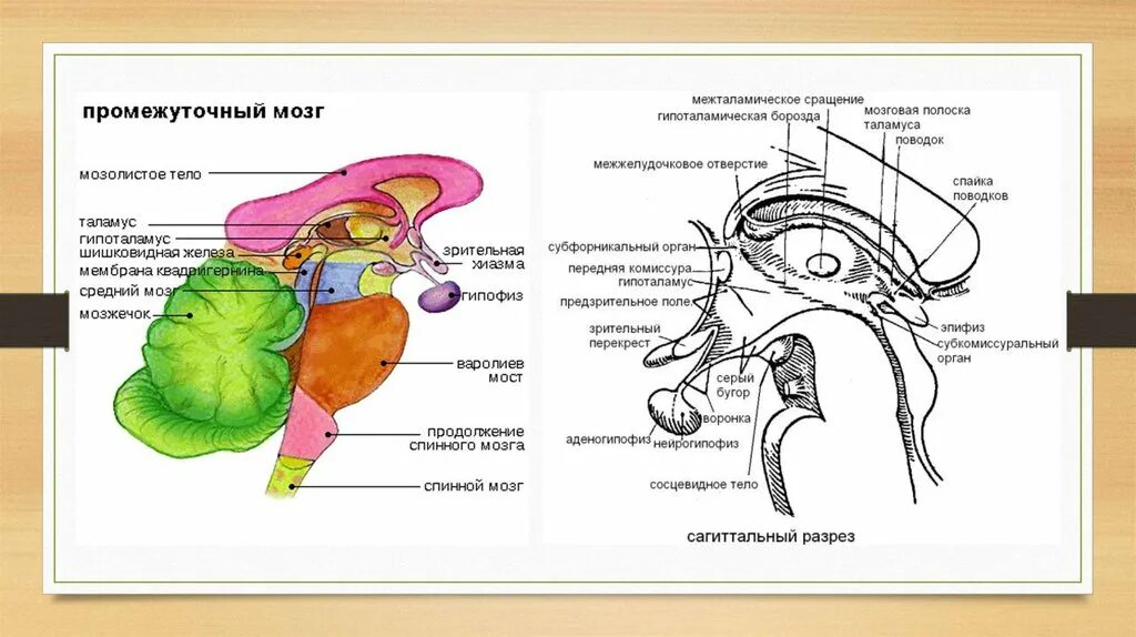 Гипоталамическая борозда промежуточного мозга. Промежуточный мозг строение. Промежуточный мозг в сагиттальной проекции. Промежуточный мозг Сагиттальный разрез.