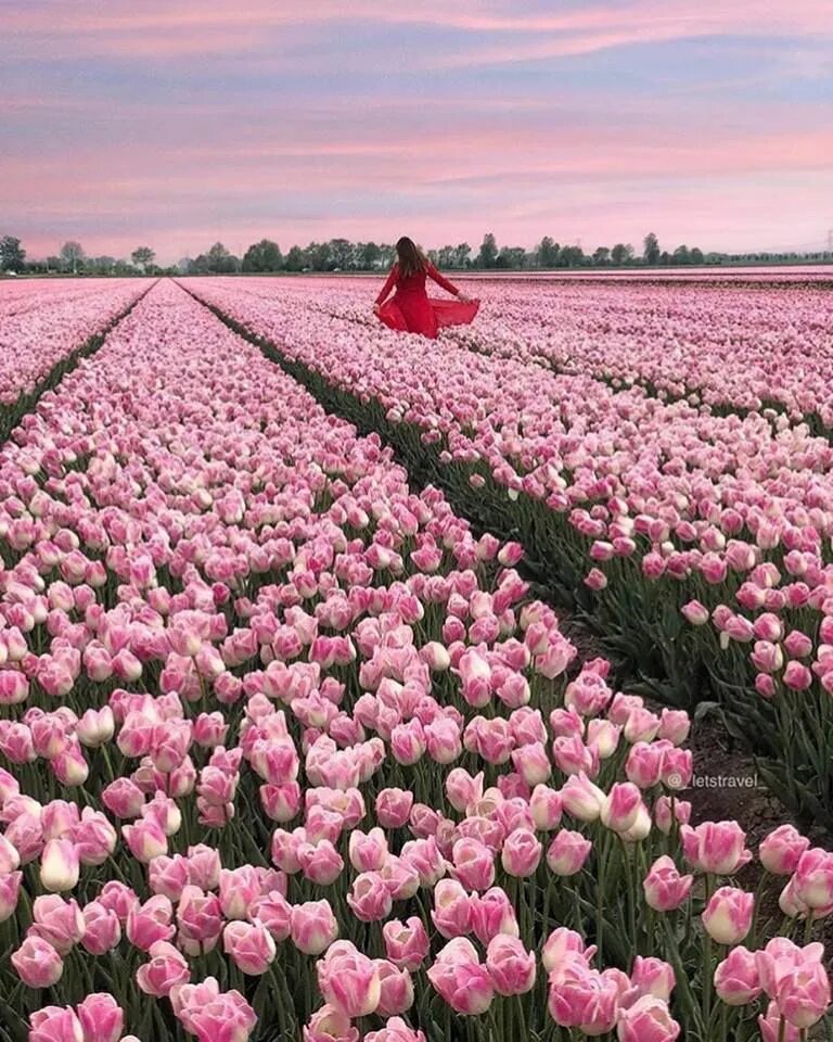 "An amazing sunrise among the purple tulips" by Costas Ganasos #fstoppers #Lands