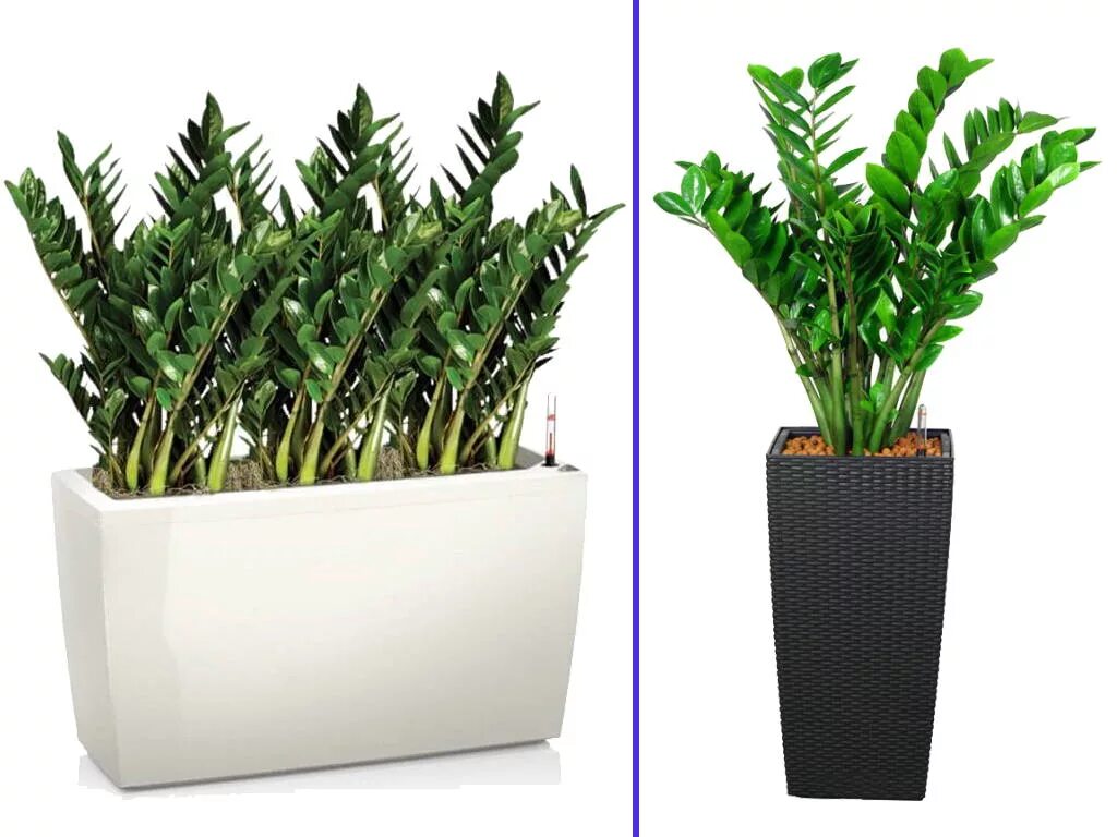 Хлорофитум спатифиллум. Растения не требующие особого ухода. Сансевиерия ханни цветок. Хризалидокарпус. Комнатный цветок замиокулькас.