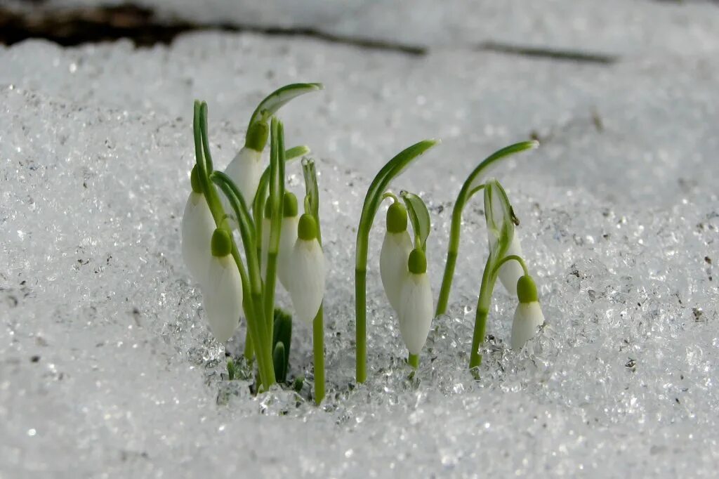 В ожидании весны. В ожидании весны цветы. Предвкушение весны картинки. Cold april