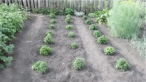 Посадка хризантемы весной в грунт
