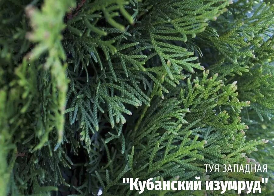 Туя коричневая хвоя. Туя коричневая хвоя. Туя западная брабант. Шютте туи смарагд. Туя западная хвоя болезни.