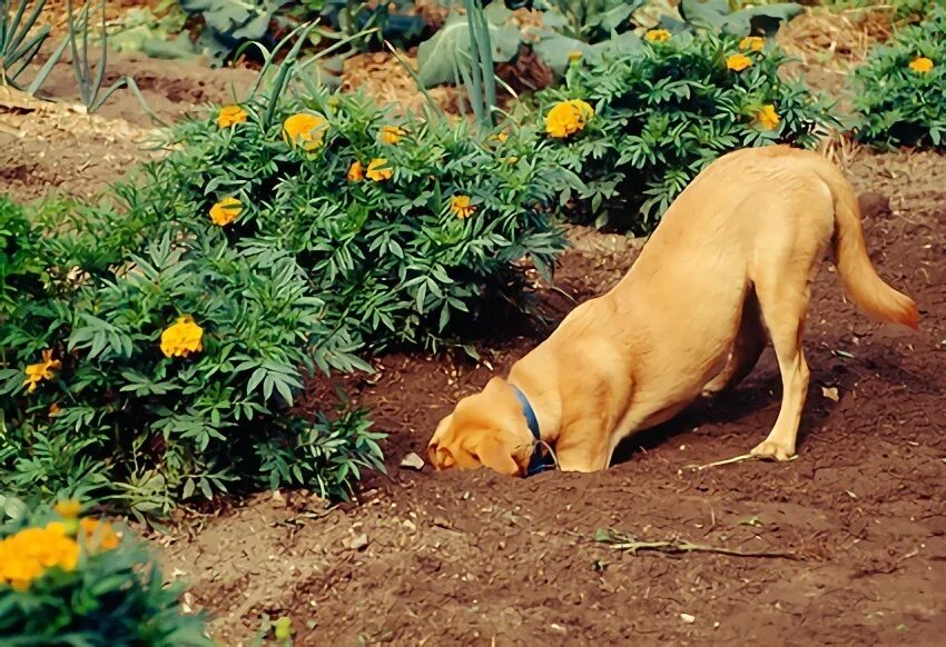 Почему собаки закапывают. Собака в саду. Сад для владельца собак. Dog digging up.