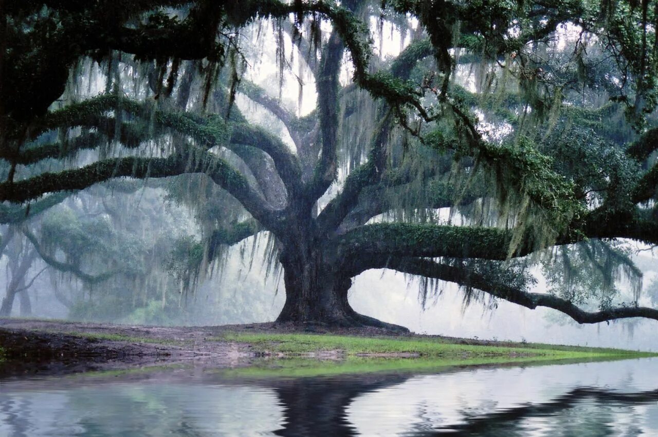 Old tree