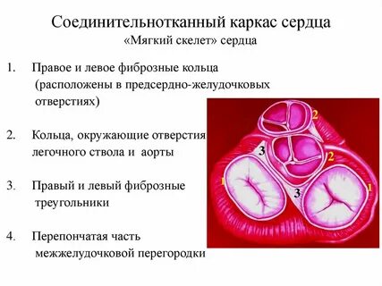 Скелет сердца