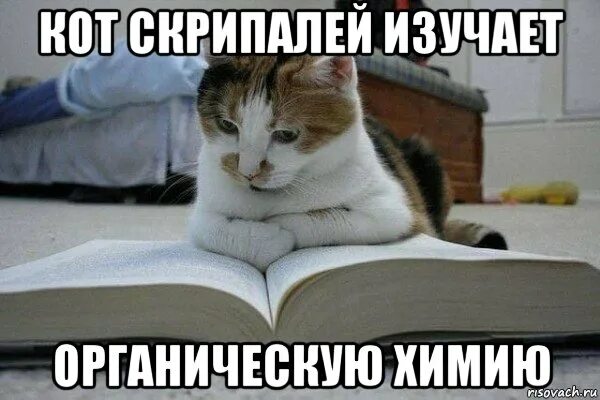 Кот с книгой. Мемы коты с книжками. Кот с книгой Мем. Мемы с котиками про учебу.