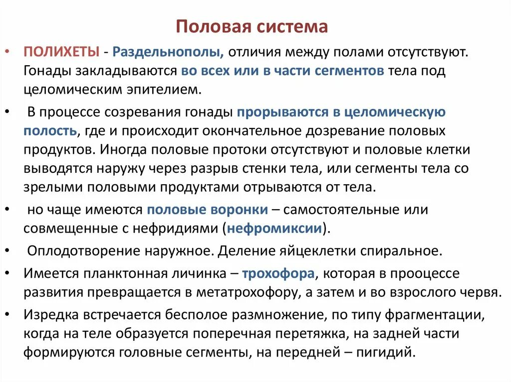 Половая система 8 класс тест. Половая система полихет. Структура пол системы. Бесполое размножение полихет. Нереида половая система.