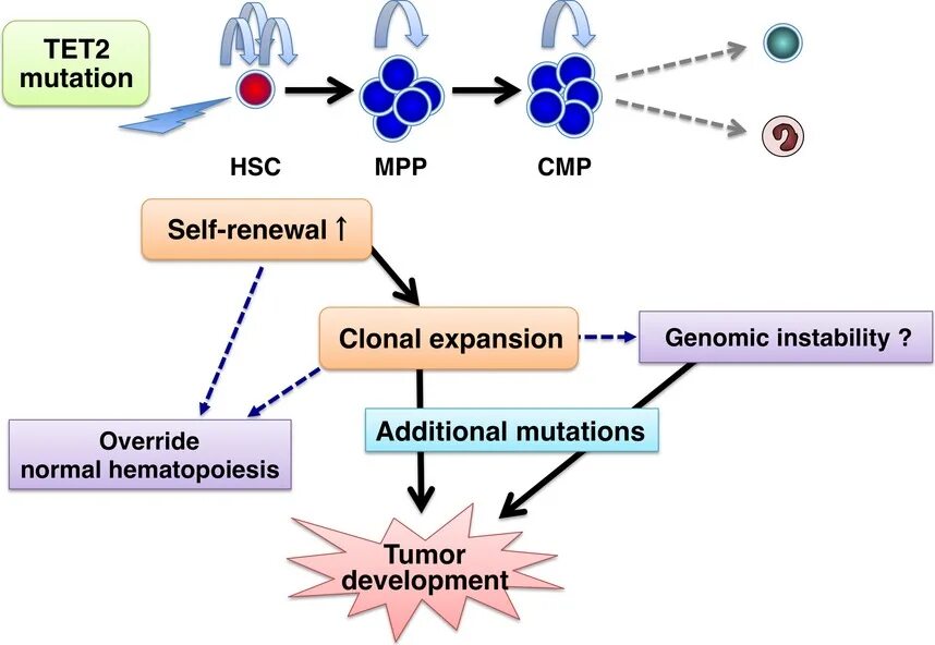 Global mutation. Genomic Mutations. Ген Tet). Clonal hematopoiesis. SOD 2 мутация rs4880.