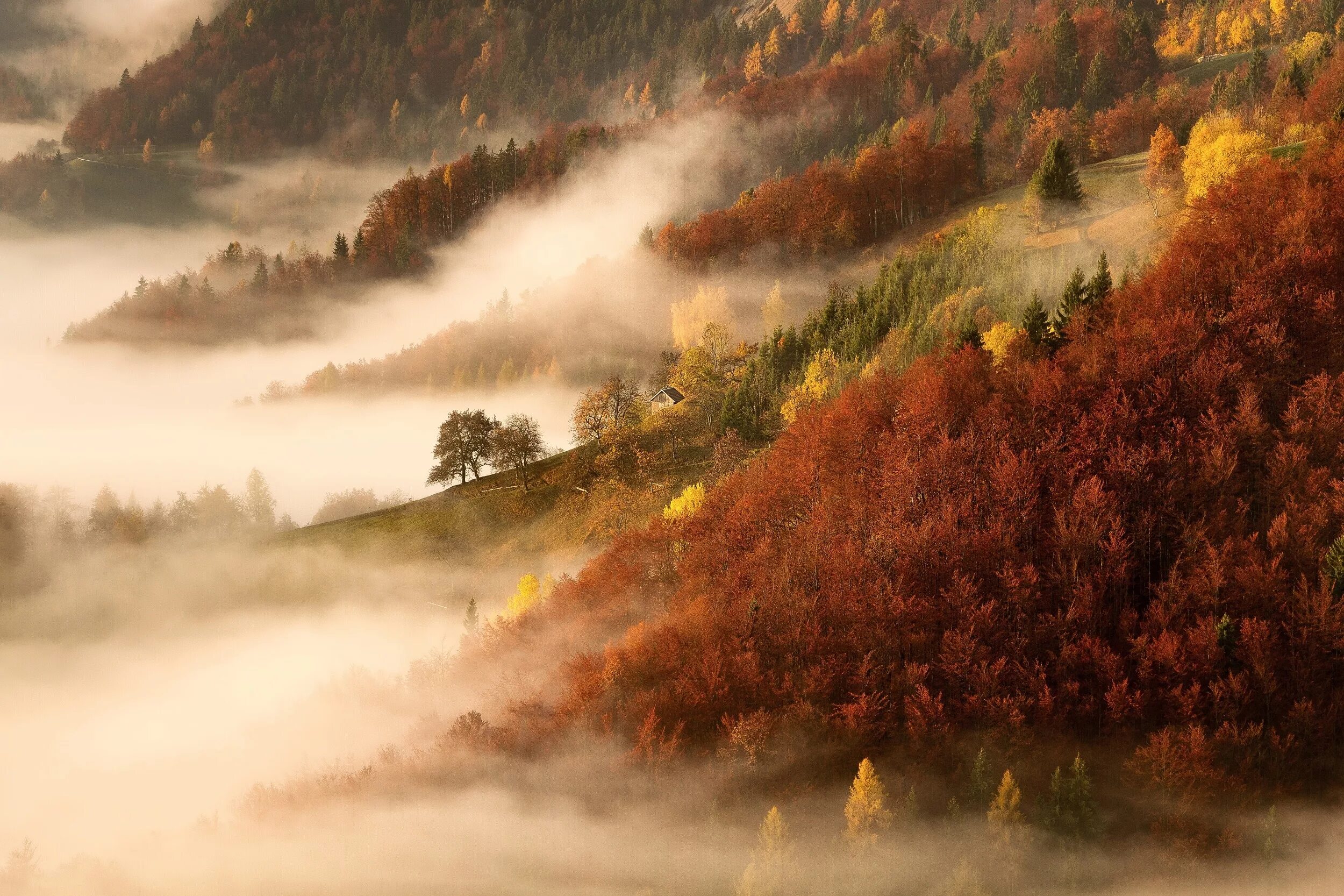 Natural fall. Осень туман. Осенний туман. Осень в горах. Лес в тумане.