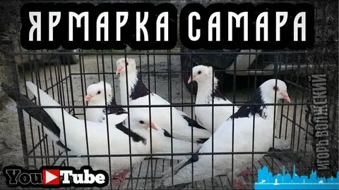 Выставки голубей в 2024 году в воронеже
