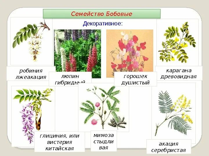 Примеры бобовых