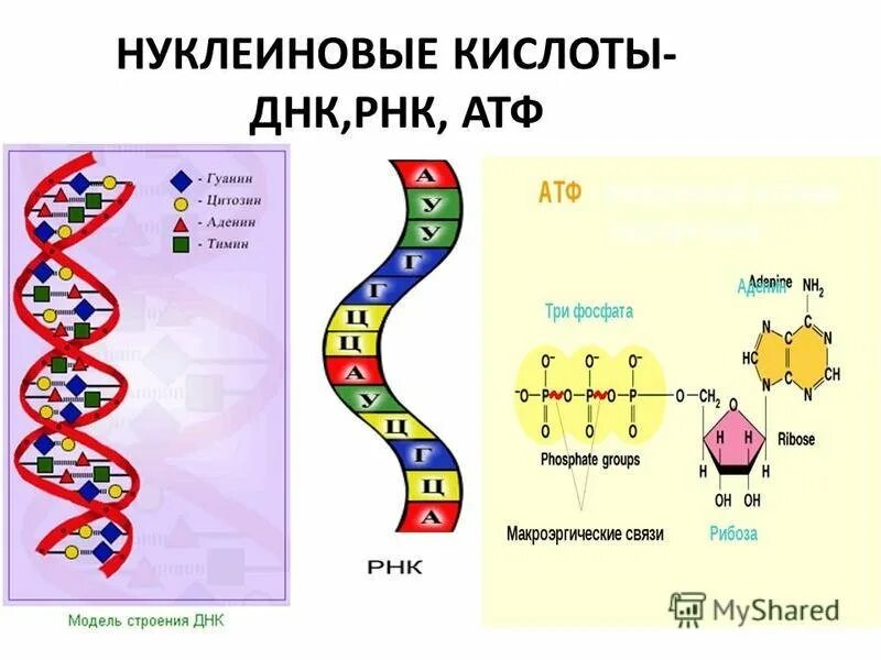 Виды молекул нуклеиновой кислоты днк. Строение ДНК РНК АТФ. Структуры ДНК РНК АТФ. ДНК РНК АТФ кратко. Схема нуклеиновые кислоты ДНК И РНК.