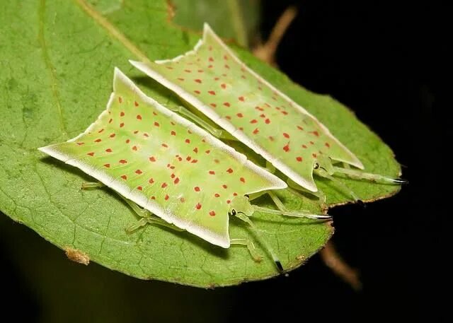 File:Phyllium  Wikipedia