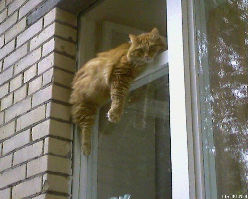 Почему кот лезет. Кошка на окне. рыжий кот на форточке. котики выглядывают на окно. кошка в форточке.