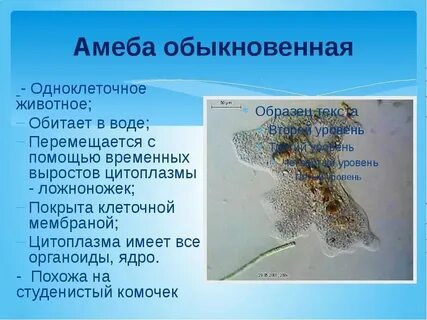 Амеба обыкновенная обитает в водной среде