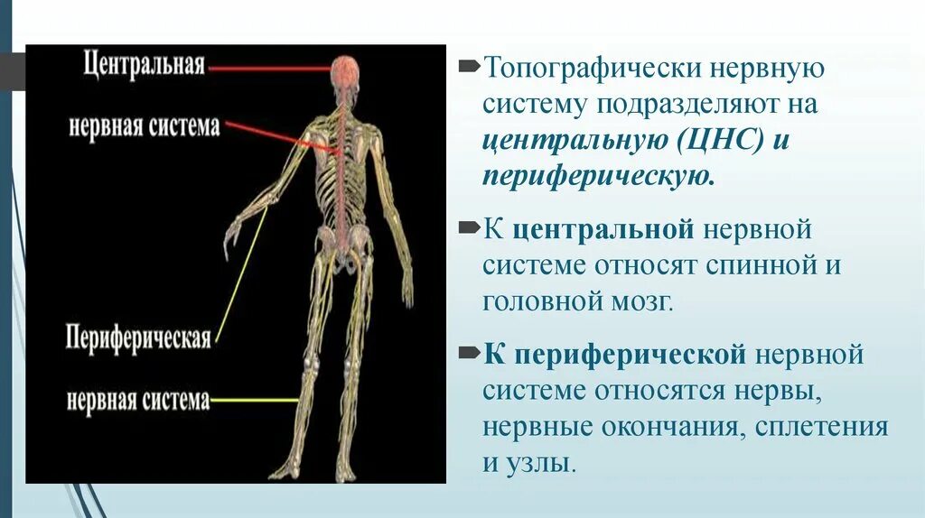 Укажите название органа периферической нервной системы человека. Периферическая нервная система. Нервная система Центральная и периферическая схема. ЦНС И периферическая нервная система. Центральная нервная система и периферическая нервная.