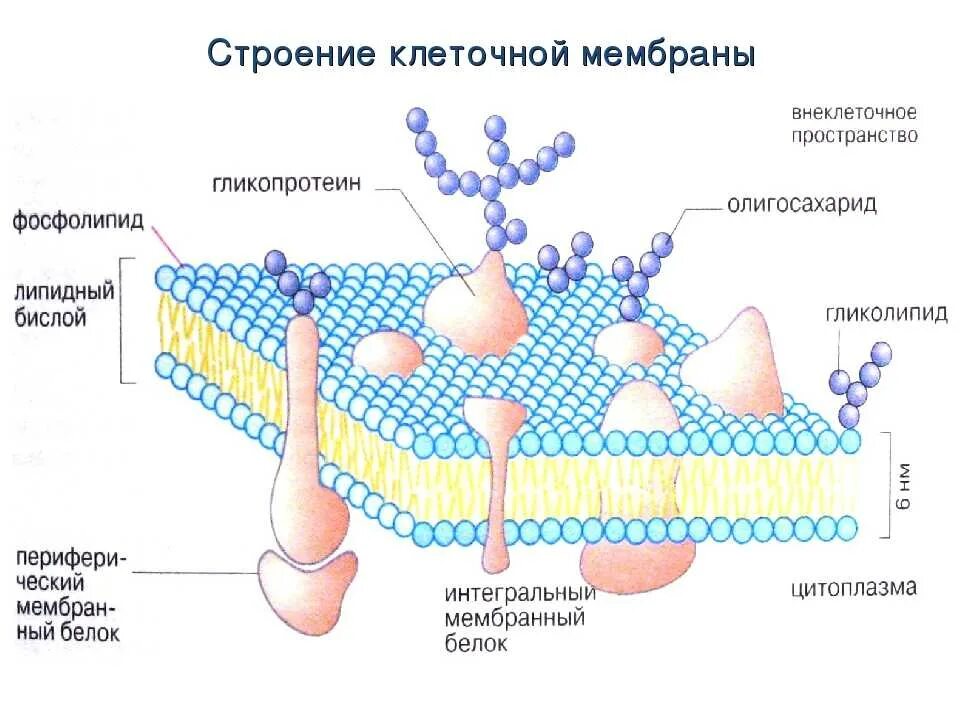 Структура биологической клетки. Мембрана клетки схема строение функции. Клеточная мембрана структура и функции. Строение клеточной мембраны 10 класс биология. Схема строения плазматической мембраны клетки.