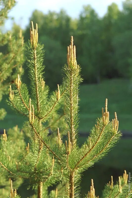 Верхушки сосен. Сосна зимой. Макушка сосны. Калифорнийская секвойя гиперион. Сосны небо.